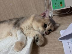 -北京观赏动物医院·24小时大型综合·猫专科·异宠专科
