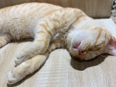 -藏猫猫咖啡主题馆(中央大道店)