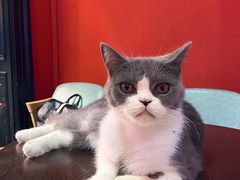 -猫色咖啡·猫咖