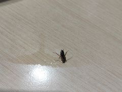 -拿渡麻辣香锅(龙旗购物中心店)