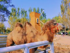 -长白岛森林公园