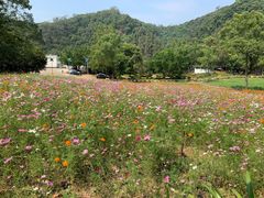 -南宁良凤江国家森林公园