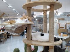 -喵园·猫主题咖啡厅·撸猫·猫咖(国贸店)