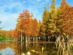 -白鹭湾湿地公园