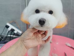 -宠福鑫康馨动物医院·骨科·眼科