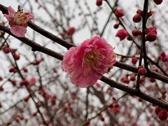 -香雪海