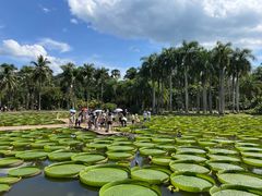-中国科学院西双版纳热带植物园