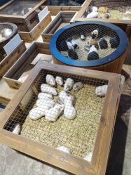 -酷嗒动物文化乐园(cutezoo西溪乐天城店)