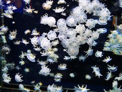 -太平洋海底世界