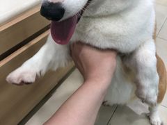 -宠福鑫康馨动物医院·骨科·眼科