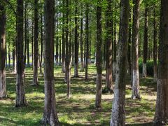-宜兴龙背山森林公园