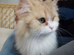 -十月米努特矮脚猫舍