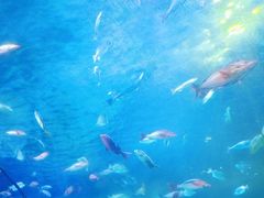 -太平洋海底世界