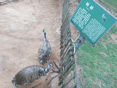 -西霞口神雕山野生动物世界