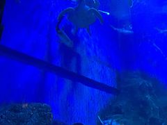 -芜湖新华联大白鲸海洋公园