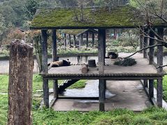 -中国大熊猫保护研究中心雅安碧峰峡基地