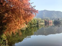 -深圳仙湖植物园