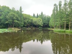 -上海滨江森林公园