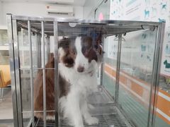 -暖阳宠物医院·犬猫康复中心·骨科
