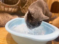 -藏猫猫咖啡主题馆(中央大道店)