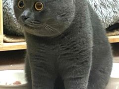 -猫大福·Fortune Cat猫舍(百子湾店)