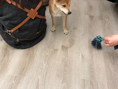 -浣熊柯尔鸭土拨鼠·电玩咖