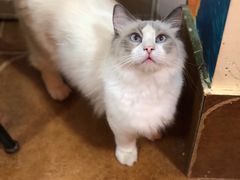 -李小姐の猫咖啡馆(五角场店)