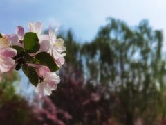 -海棠花溪(元大都城垣遗址公园)