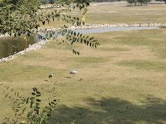 -北京麋鹿生态实验中心