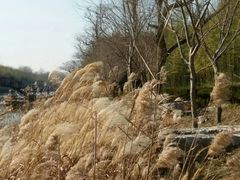 -黄海国家森林公园