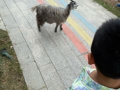 -苏州太湖西山岛开心农场