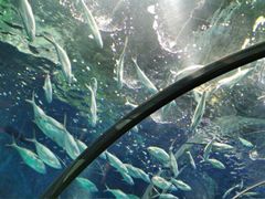 -上海海洋水族馆