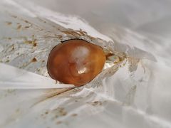 -阿婆五香蛋(水游城店)