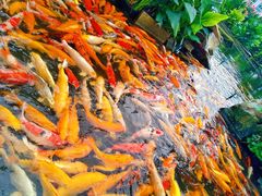 -富贵黄金屋
