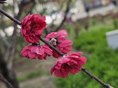 -徽镇小厨·经典徽菜(十里河店)