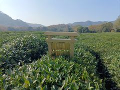 -中国茶叶博物馆(双峰馆区)