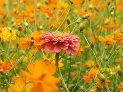 -花溪公园