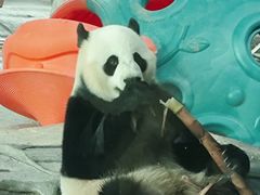 -武汉动物园