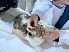 -萌兽医馆·宠物医院·猫骨科(创景店)