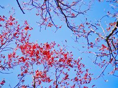 -叠溪松坪沟景区