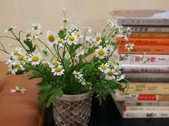 -循礼门鲜花花市(武汉循礼门店)