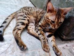 -猫咪博物馆(顶澳仔猫街店)
