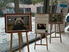 -三里屯东五街银杏大道