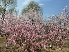 -大兴滨河森林公园