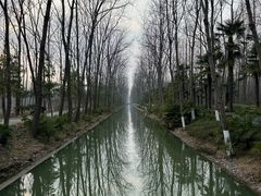 -合肥滨湖国家森林公园