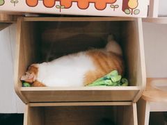 -凯特喵百思猫专科医院