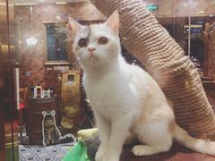 -more than meow吴止猫主题餐厅(承德 中船汇店)