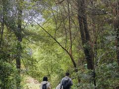 -铁山坪森林公园