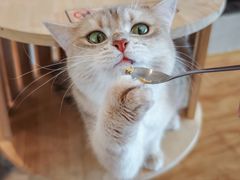 -猫小主咖啡·猫咖cat cafe(福田店)