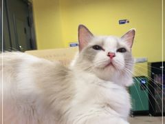 -Bastet sally猫舍购宠(静安店)